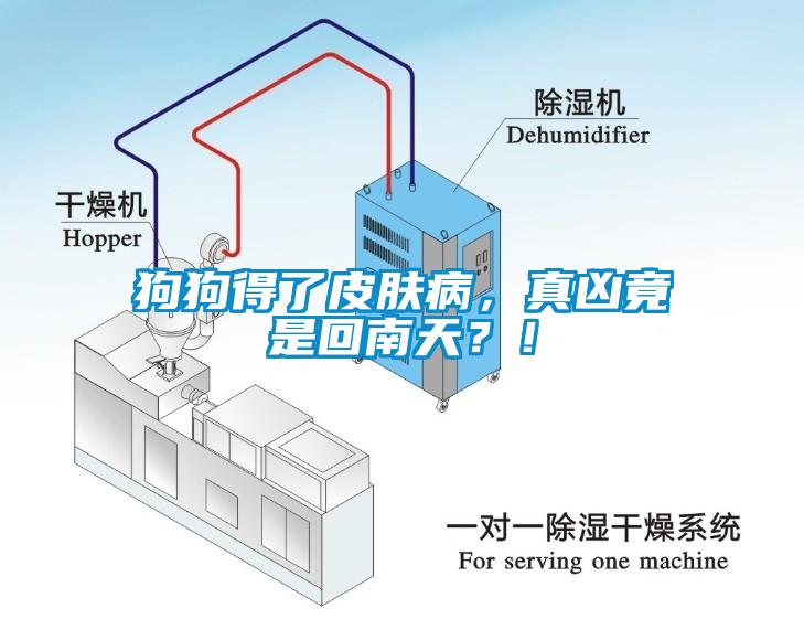 狗狗得了皮膚病，真兇竟是回南天？！