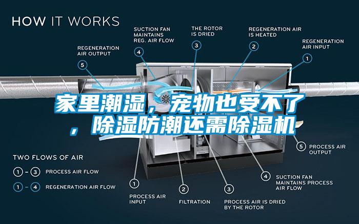 家里潮濕，寵物也受不了，除濕防潮還需除濕機